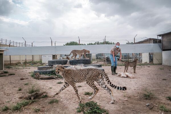 Волонтер Фонда сохранения гепардов в клетке на одном из объектов организации в городе Харгейса, Сомалиленд.Ежегодно около 300 детенышей гепарда продаются через Сомалиленд богатым покупателям - Sputnik Армения