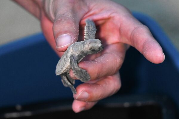 Корпорация развития Сентоза выпустила 85 детенышей черепахи-ястреба на пляж острова Сентоза в Сингапуре - Sputnik Армения