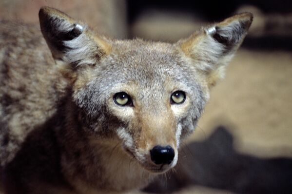 Американский койот в зоопитомнике редких и исчезающих видов Московского зоопарка - Sputnik Армения