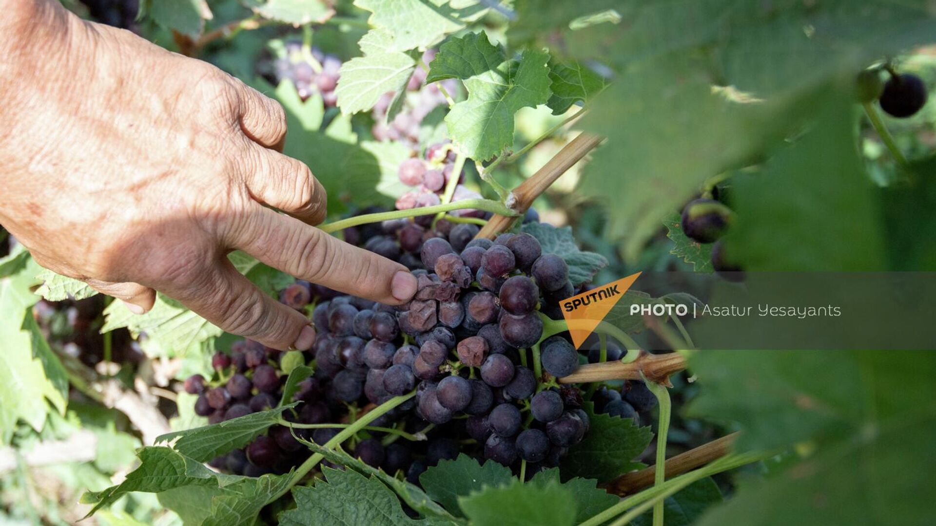 Фермер из села Шенаван Армавирской области Карен показывает испорченный виноград на своем винограднике - Sputnik Армения, 1920, 16.02.2023