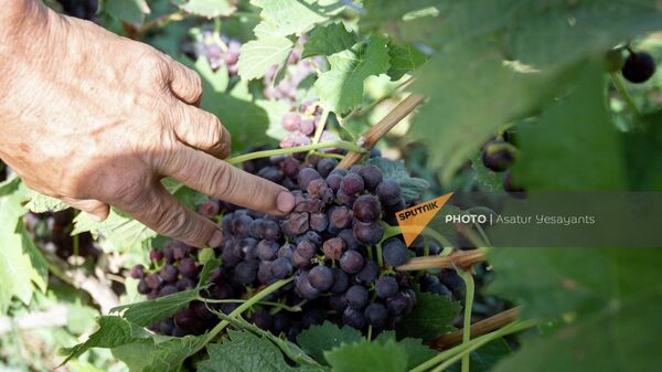 Фермер из села Шенаван Армавирской области Карен показывает испорченный виноград на своем винограднике - Sputnik Армения