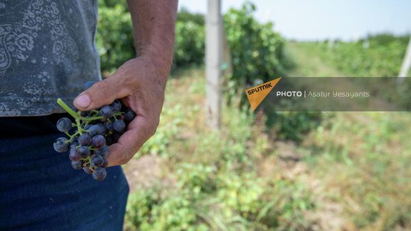Фермер из села Шенаван Армавирской области Карен с виноградной лозой на своем винограднике - Sputnik Армения