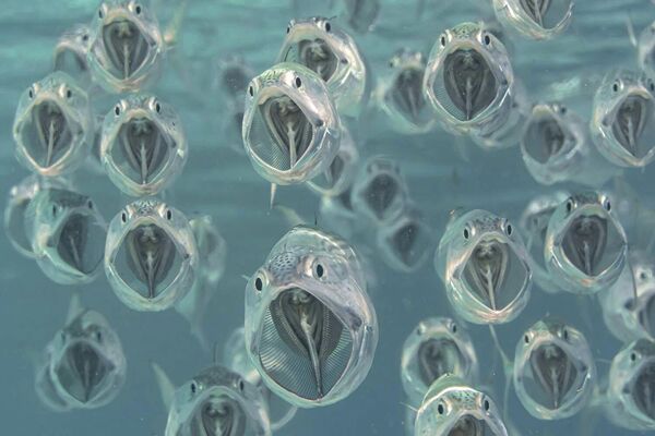 Снимок Horse mackerel  британского фотографа Элисон Петтит, высоко оцененный в категории  Underwater World  - Sputnik Армения