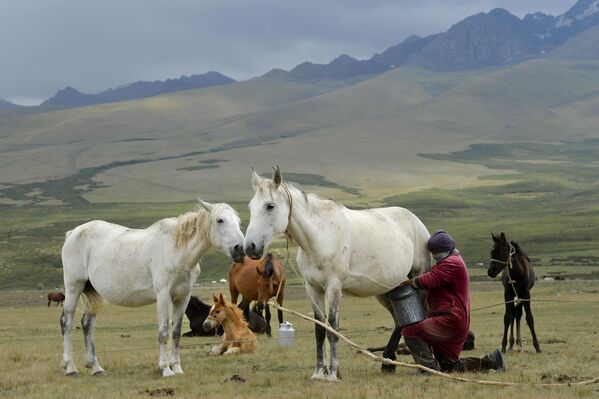 Кыргызская женщина доит лошадь на горном пастбище в долине Суусамыр в горах Тянь-Шаня Кыргызстана. - Sputnik Армения