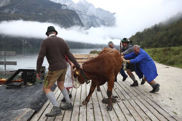 Баварские фермеры возвращают свой скот с летних пастбищ через озеро Кенигсзее близ Берхтесгадена, Германия. - Sputnik Армения