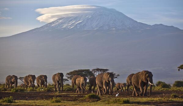 Стадо слонов гуляет в лучах рассвета на фоне горы Килиманджаро в Танзании. - Sputnik Армения