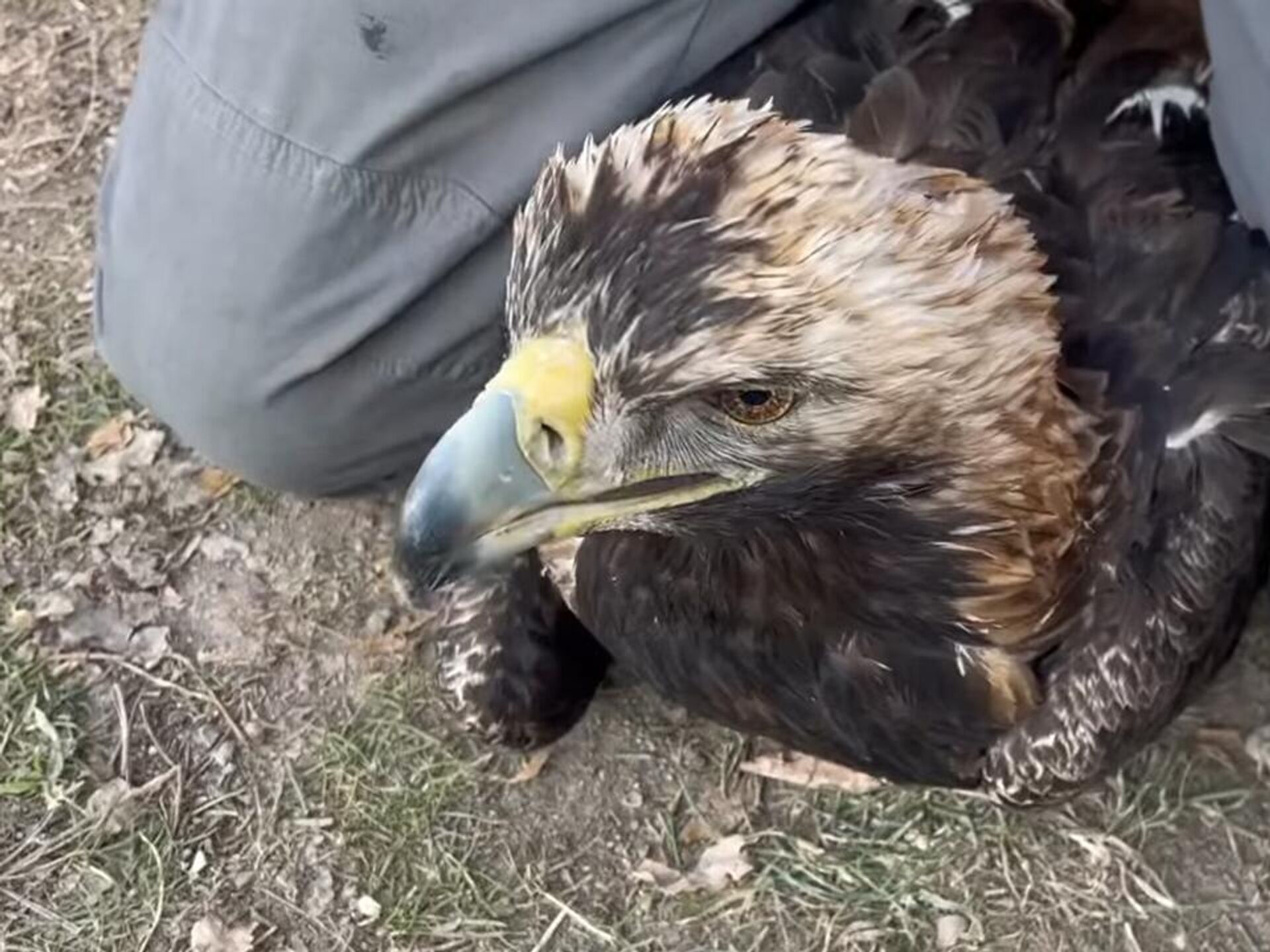 Армянский орёл