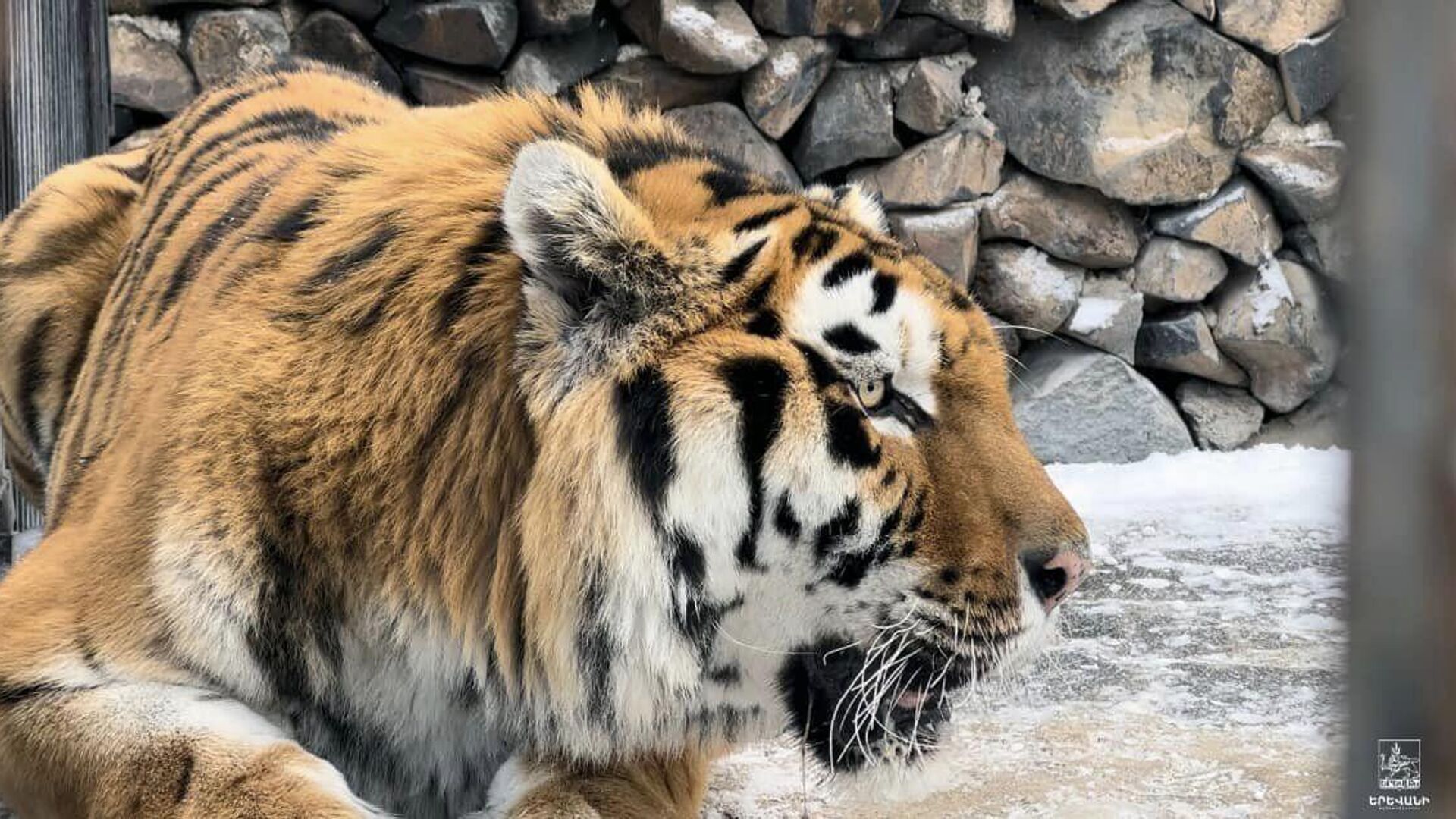 Тигр в ереванском зоопарке - Sputnik Армения, 1920, 12.01.2023