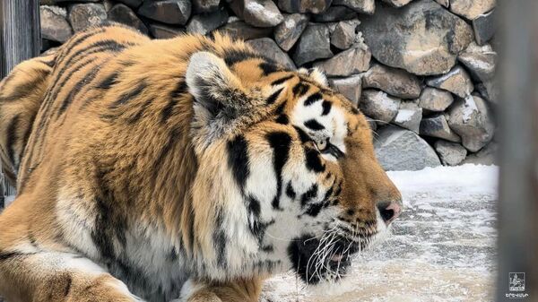 Тигр в ереванском зоопарке - Sputnik Армения