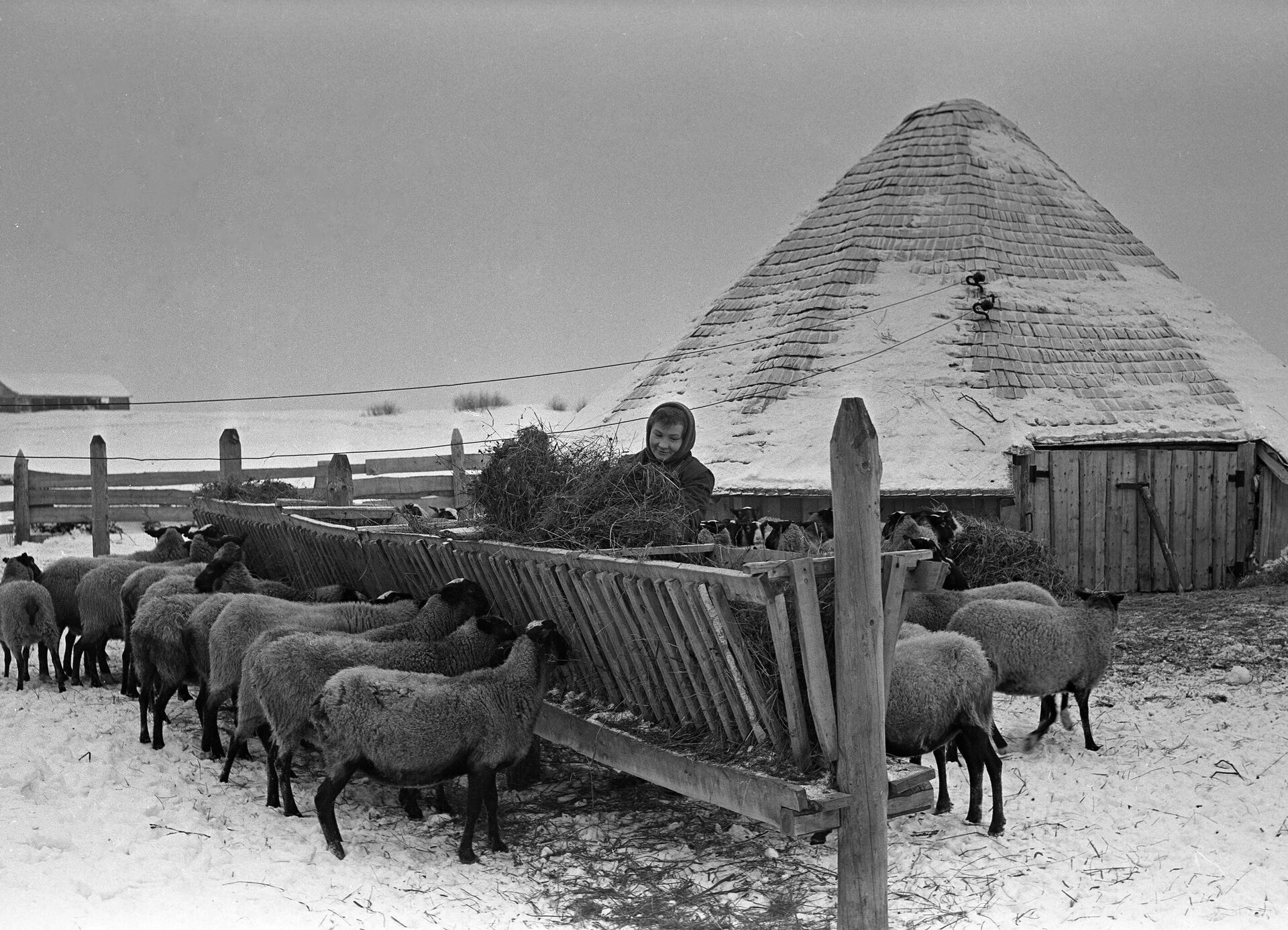 Овцеводческое хозяйство в Араратской долине недалеко от границы с Турцией.  - Sputnik Армения, 1920, 25.02.2023