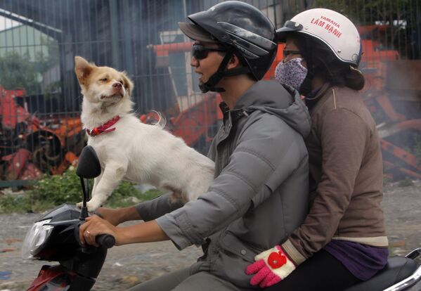 Собака едет на мотороллере с семьей в Хошимине, Вьетнам - Sputnik Армения