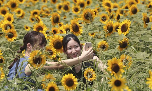 Աղջիկները լուսանկարվում են արևածաղիկների ֆոնին. Ճապոնիա - Sputnik Արմենիա