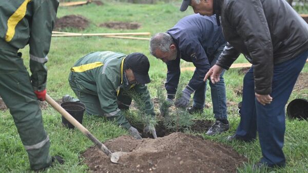 Посадка деревьев, проведенная по инициативе НАОК Озеленение и защита окружающей среды - Sputnik Армения