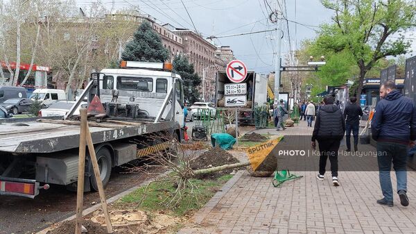 НКО Озеленение и охрана окружающей среды вырубает старые и сажает новые деревья на проспекте Саят-Нова (13 апреля 2023). Еревaн - Sputnik Армения
