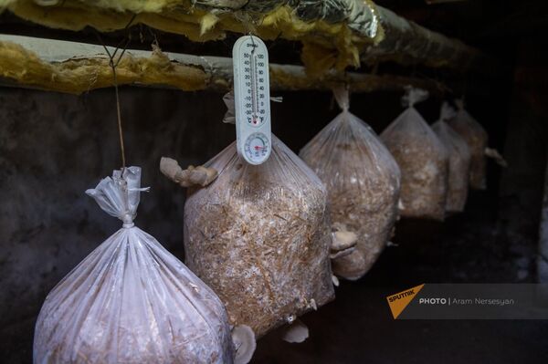 Помещение для выращивания грибов Геташенской эко-школы - Sputnik Армения