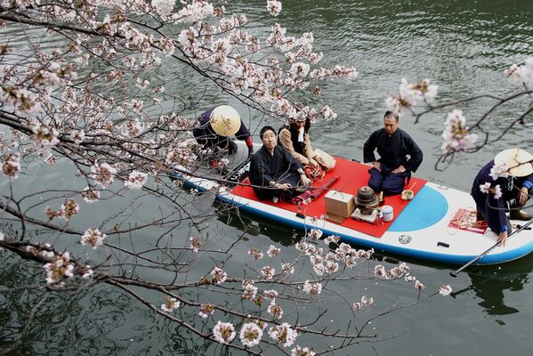 Чайная церемония на фоне цветения сакуры в Йокогаме.Из-за почвенных условий и климата выращивать чай можно практически в любой части Японии - Sputnik Армения