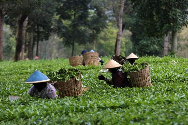 Женщины собирают чайные листья на ферме в Вонособо, Центральная Ява.Произведенные в Индонезии сорта известны во всем мире своим оптимальным балансом катехина, прямого фенола и антиоксидантов - Sputnik Армения