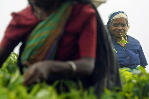 Тамильские женщины собирают чай на плантации в Дамбатене.Шри-Ланка производит чай с 1867 года. - Sputnik Армения