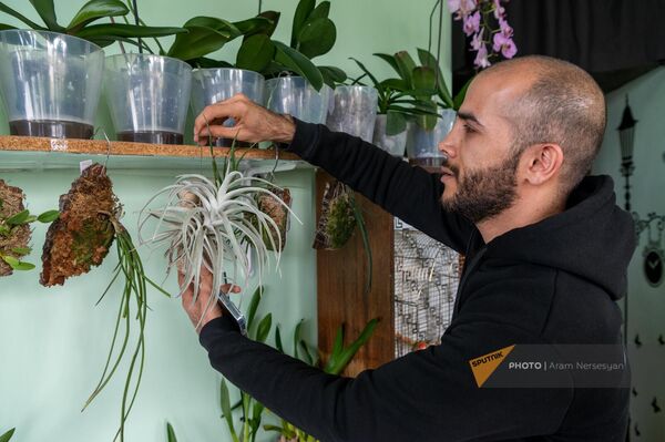 Арутюн Халатян с выращенными у себя дома орхидеями - Sputnik Армения