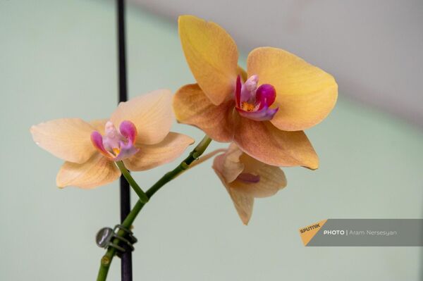 Орхидеи, выращенные Арутюном Халатяном - Sputnik Армения