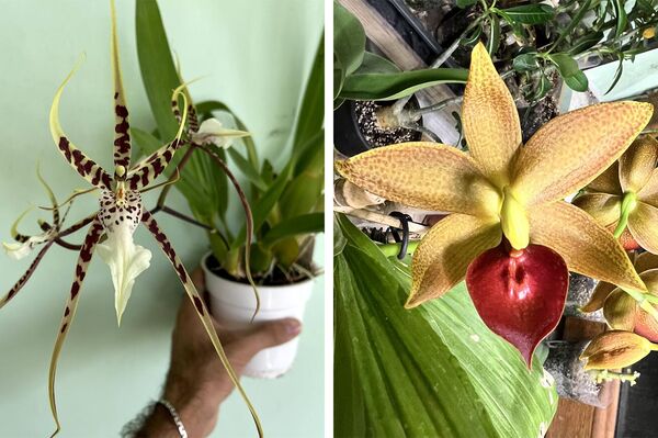 Орхидеи, выращенные Арутюном Халатяном - Sputnik Армения