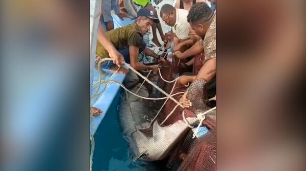 Напавшую на россиянина в египетской Хургаде акулу поймали - Sputnik Армения