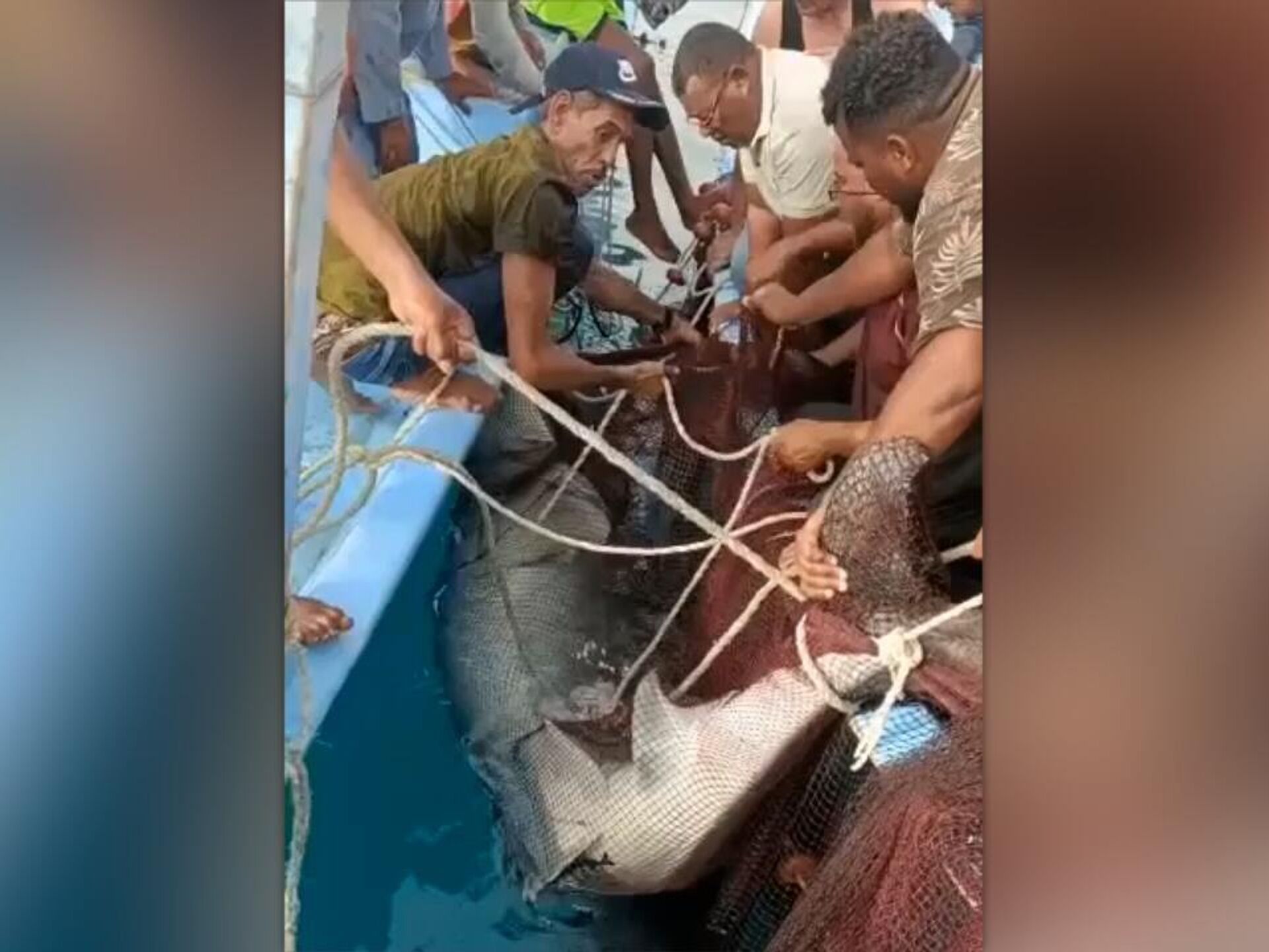 нападение акул в египте