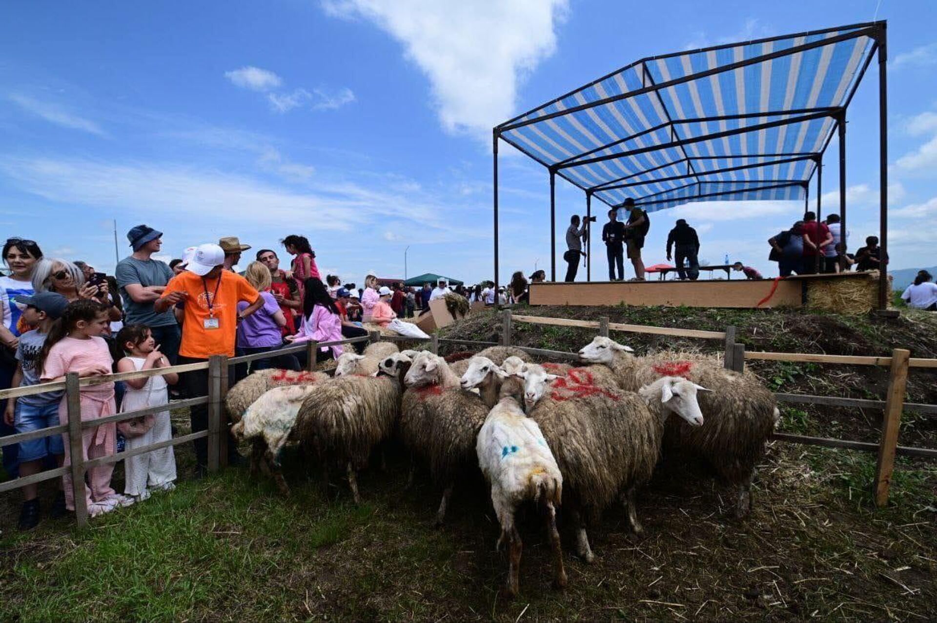 Фестиваль стрижки овец в общине Хот (10 июня 2023). Сюник - Sputnik Արմենիա, 1920, 10.06.2023