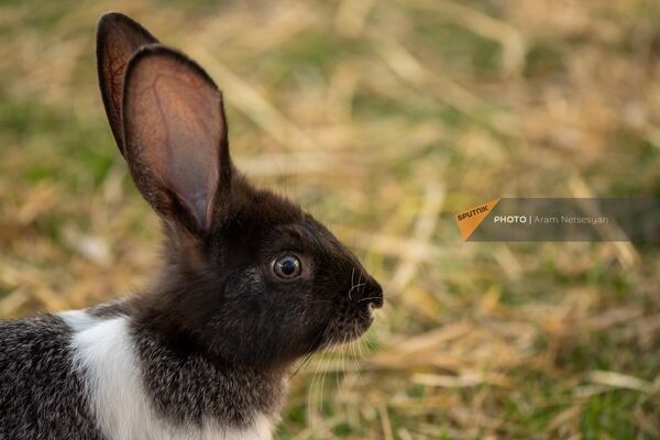 Ոզնիների այգու ճագարներից մեկը - Sputnik Արմենիա