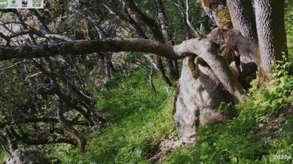 Бурые медведи в Хосровском заповеднике - Sputnik Армения