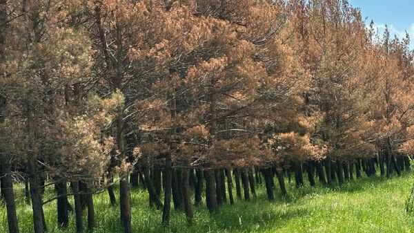 Более 8000 сосен высохли на территории Национального парка Севан - Sputnik Армения