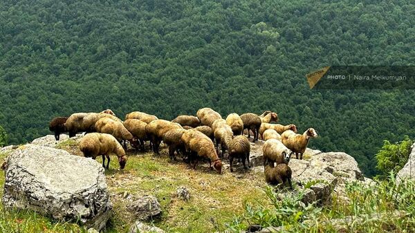 Отара овец - Sputnik Армения