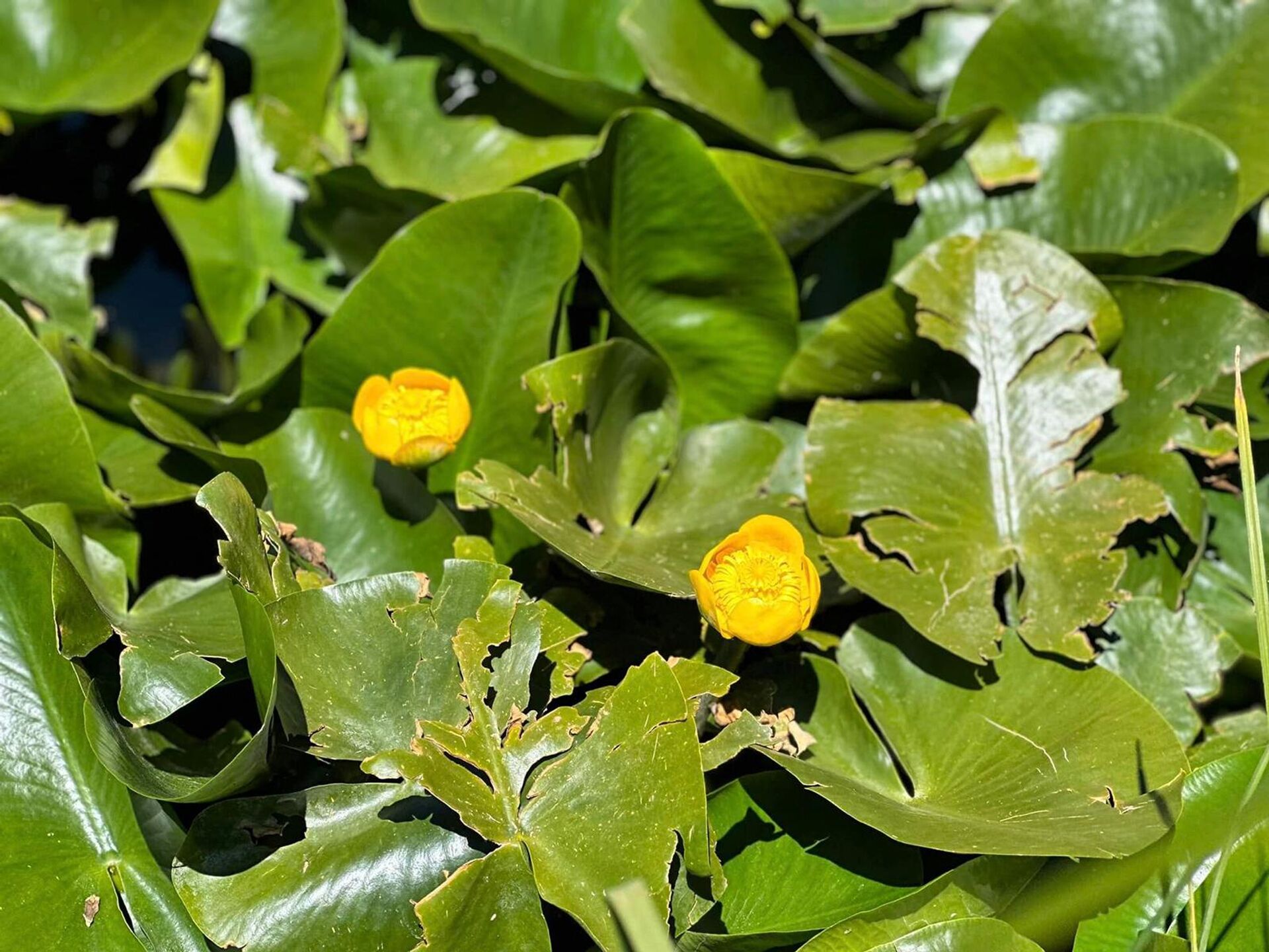 В национальном парке Озеро Арпи цветет желтая кувшинка (желтый Крокус) - Sputnik Արմենիա, 1920, 18.07.2023