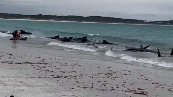 Более 50 китов осознанно выбросились на берег в Австралии - Sputnik Армения