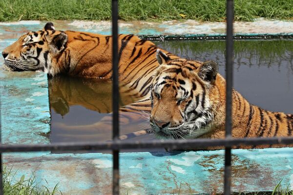 Бенгальские тигры спасаются от жары в водоеме зоопарка (8 августа 2023). Багдад  - Sputnik Армения