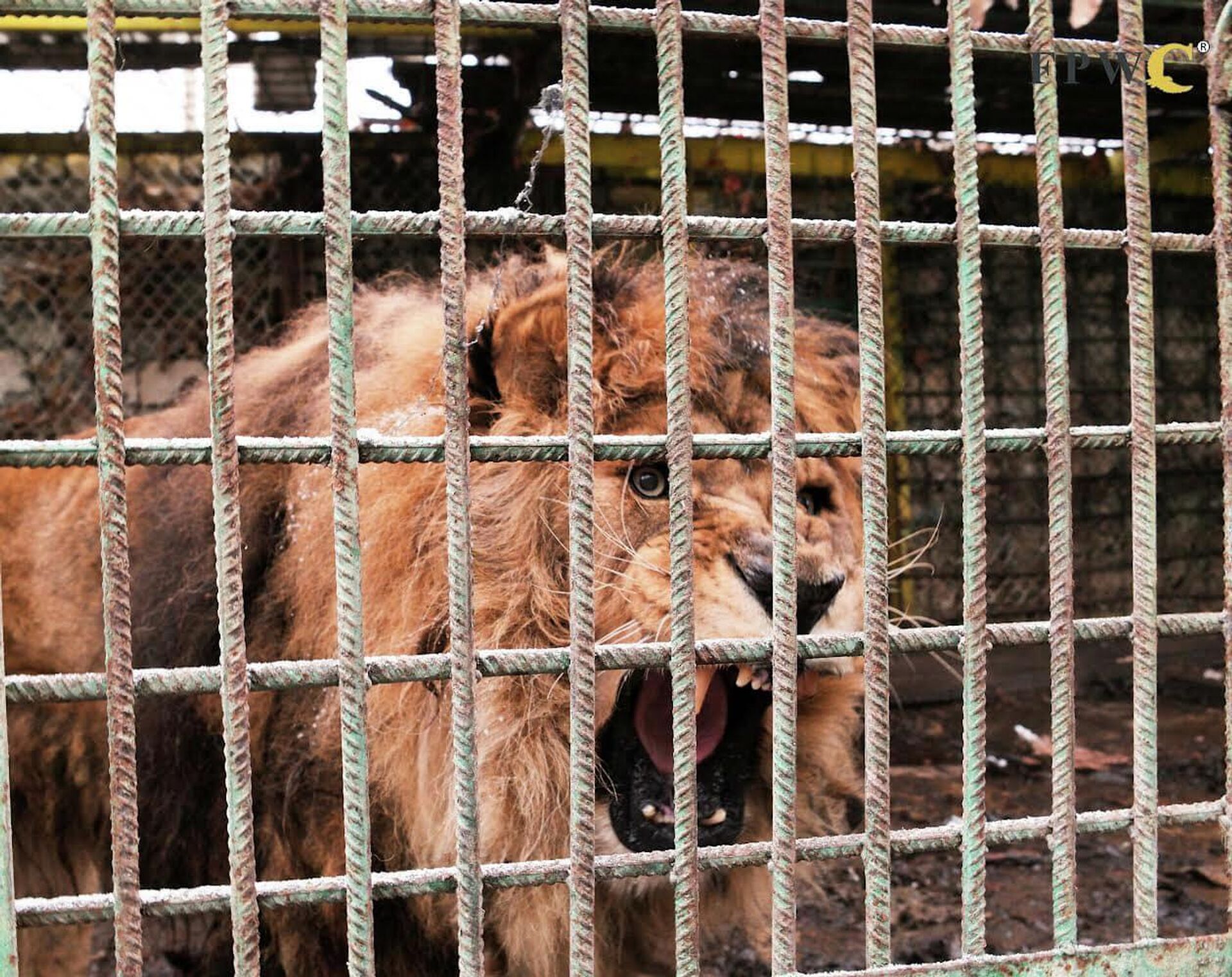 FPWC спас льва по кличке Рубен с территории бывшего зоопарка в Мартакертском районе Арцаха и передал его Армении - Sputnik Армения, 1920, 10.08.2023