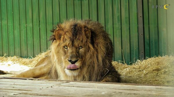 FPWC спас льва по кличке Рубен с территории бывшего зоопарка в Мартакертском районе Арцаха и передал его Армении - Sputnik Армения