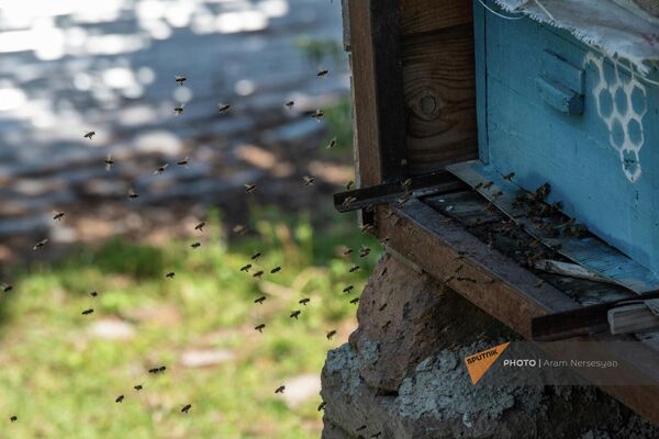 Մեղուները փեթակի մոտ - Sputnik Արմենիա