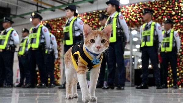 Ֆիլիպինների մայրաքաղաք Մանիլայում անվտանգության աշխատակցի համազգեստ հագած Կոնա կատուն կանգնել է անվտանգության աշխատակիցների կողքին - Sputnik Արմենիա