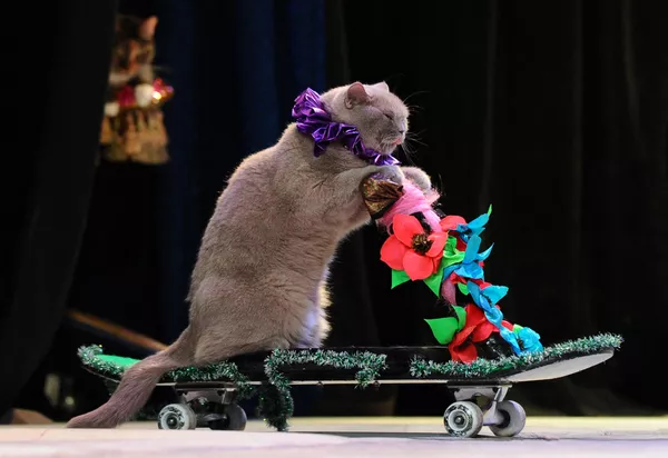 Ünlü Rus palyaço Yuri Kuklachev'in kurduğu Moskova Kedi Tiyatrosu'nda bir kedi gösteri yapıyor.  - Sputnik Ermenistan