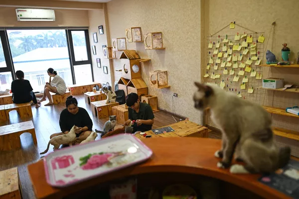 Müşteriler, Hanoi'de türünün tek örneği olan Ngao's Home'da kurtarılan kedilerle oynuyor.  - Sputnik Ermenistan