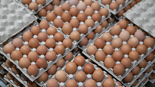 Производство куриных яиц в Новосибирской области - Sputnik Армения