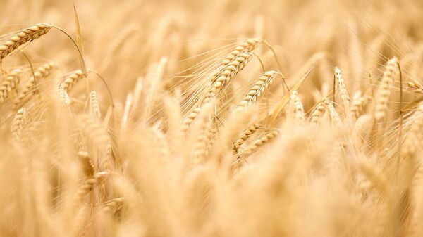 Колосья пшеницы, архивное фото - Sputnik Армения