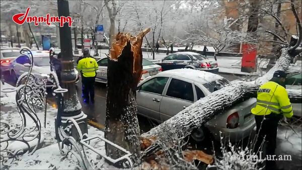 Дерево упало на стоящие под светофором автомобили на улице Абовяна (24 января 2024). Еревaн - Sputnik Армения