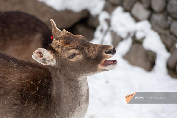 В это время года самцам оленей срезают рога, чтобы они не поранились во время брачных игр. - Sputnik Армения