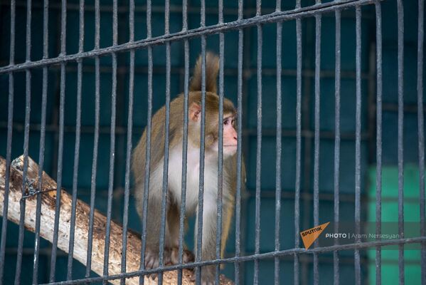 Дружелюбные обезьяны ждут посетителей в полной готовности. - Sputnik Армения