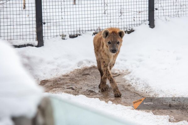 Работники зоопарка говорят, что гиены - не злые и вредные, а очень умные и добрые животные. - Sputnik Армения