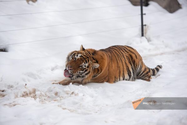 Амурский тигр Шака – самое морозолюбивое животное в парке - Sputnik Армения