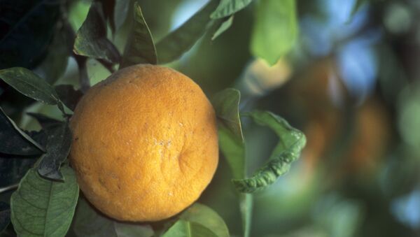 Плод мандаринового дерева - Sputnik Армения