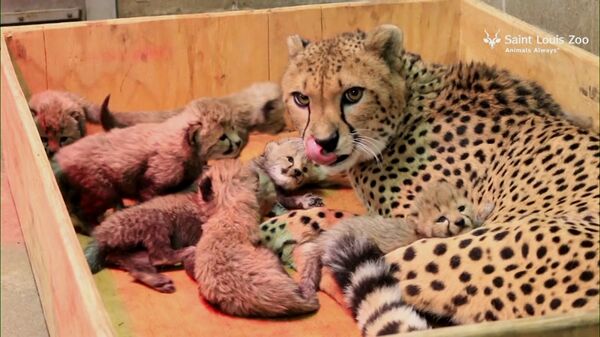 Восемь детенышей родились у самки гепарда в зоопарке Сент-Луиса - Sputnik Արմենիա